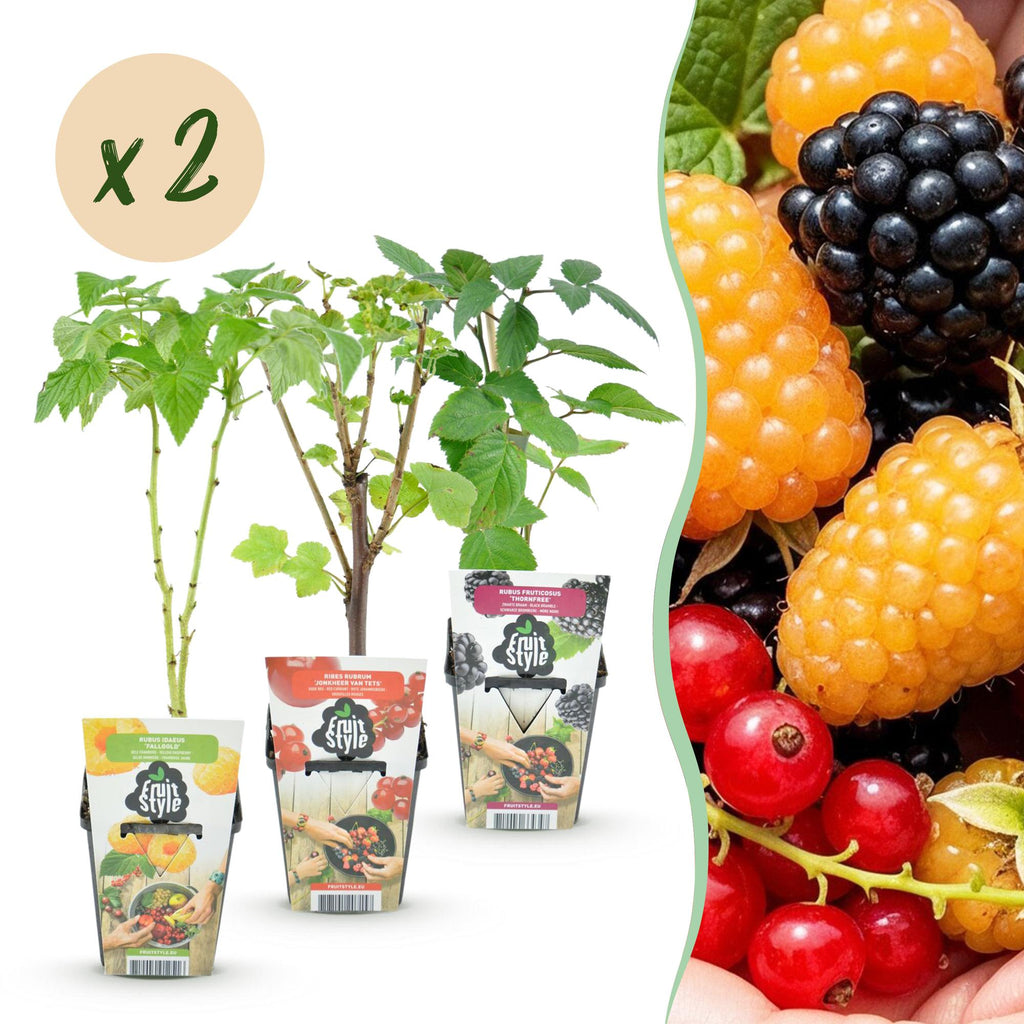 Fruitplanten - Tricolour - Rode Bes - Gele Framboos - Zwarte Braam  - Winterhard - 6 Planten - Pot  9cm