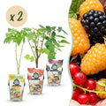 Fruitplanten - Tricolour - Rode Bes - Gele Framboos - Zwarte Braam  - Winterhard - 6 Planten - Pot  9cm