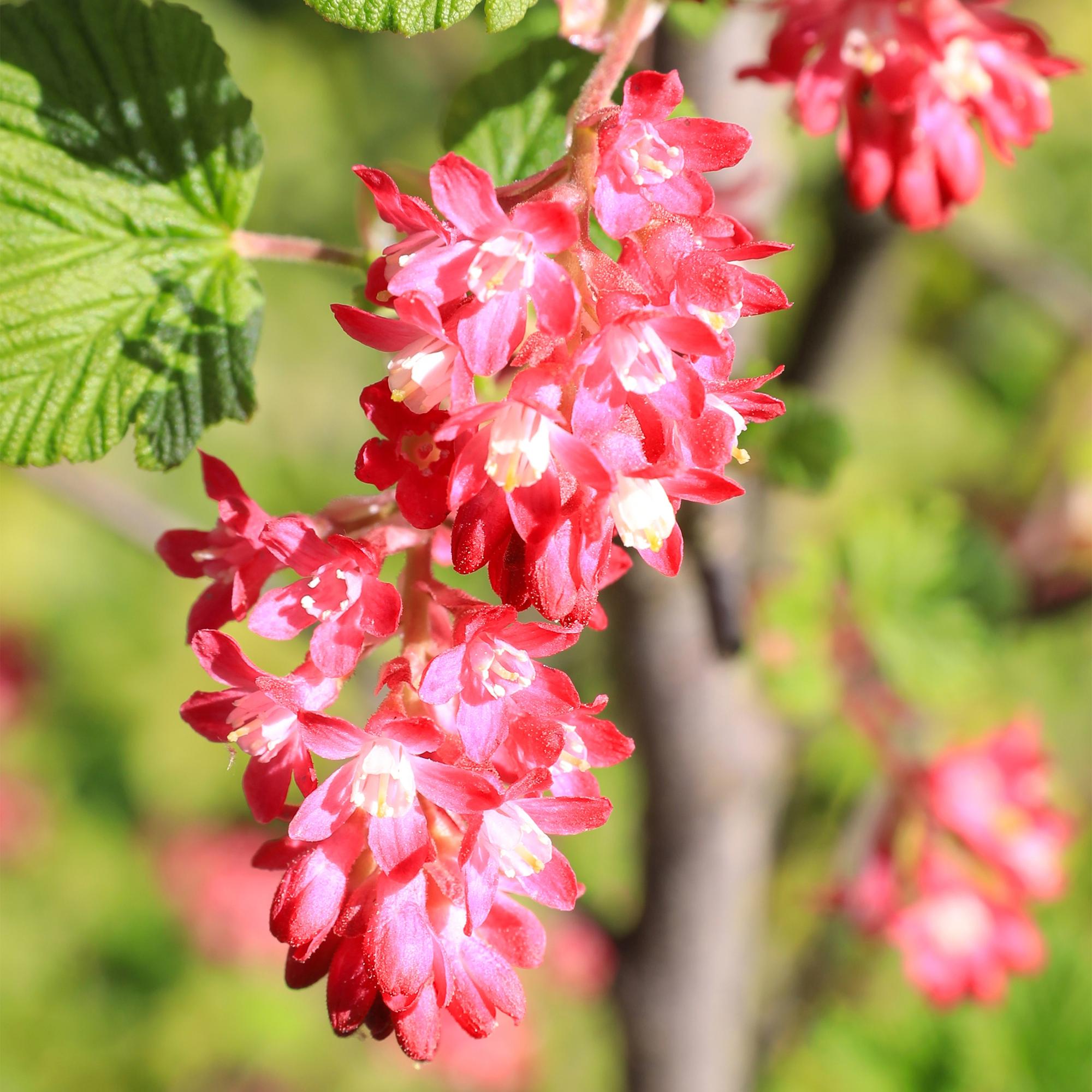 Heesters -  Ribes sanguineum Kind Edward - Bloem Rood - 1 Plant - Bladverliezend - Weinig Onderhoud - Pot 17cm Hoogte 45cm