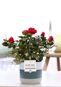 Rosa Red In P&PURE Lauren Ceramics - Ø12cm - ↕30cm