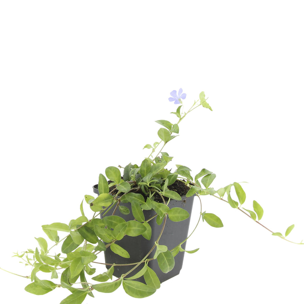 24x Vinca minor - ↕10-25cm - Ø9cm