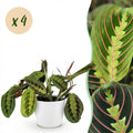 Kamerplant - Maranta Fascinator Tricolour - Gebedsplant - Huisdiervriendelijke Plant - Groen - 4 Planten - met Potter Wit - Pot 12cm - Hoogte 25cm