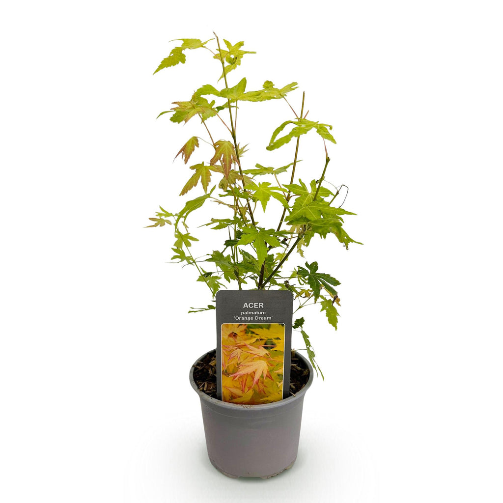 Tuinplant - Acer palmatum Orange Dream - Oranje - 1 Plant - Bladverliezend - Weinig Onderhoud - Pot 12cm Hoogte 35cm