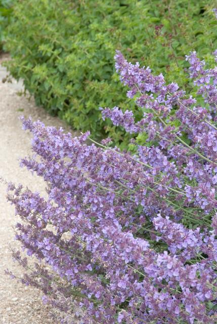 48x Nepeta 'Walker's Low' - ↕10-25cm - Ø9cm