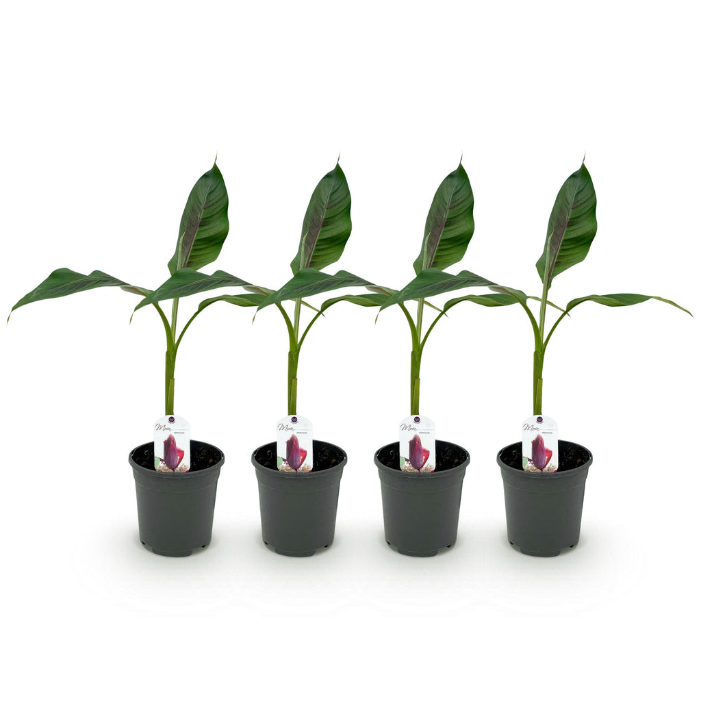 Fruitplant - Bananen plant - Musa sikkemensis Red Tiger - Winterhard - 4 planten - Pot 17cm Hoogte 40cm