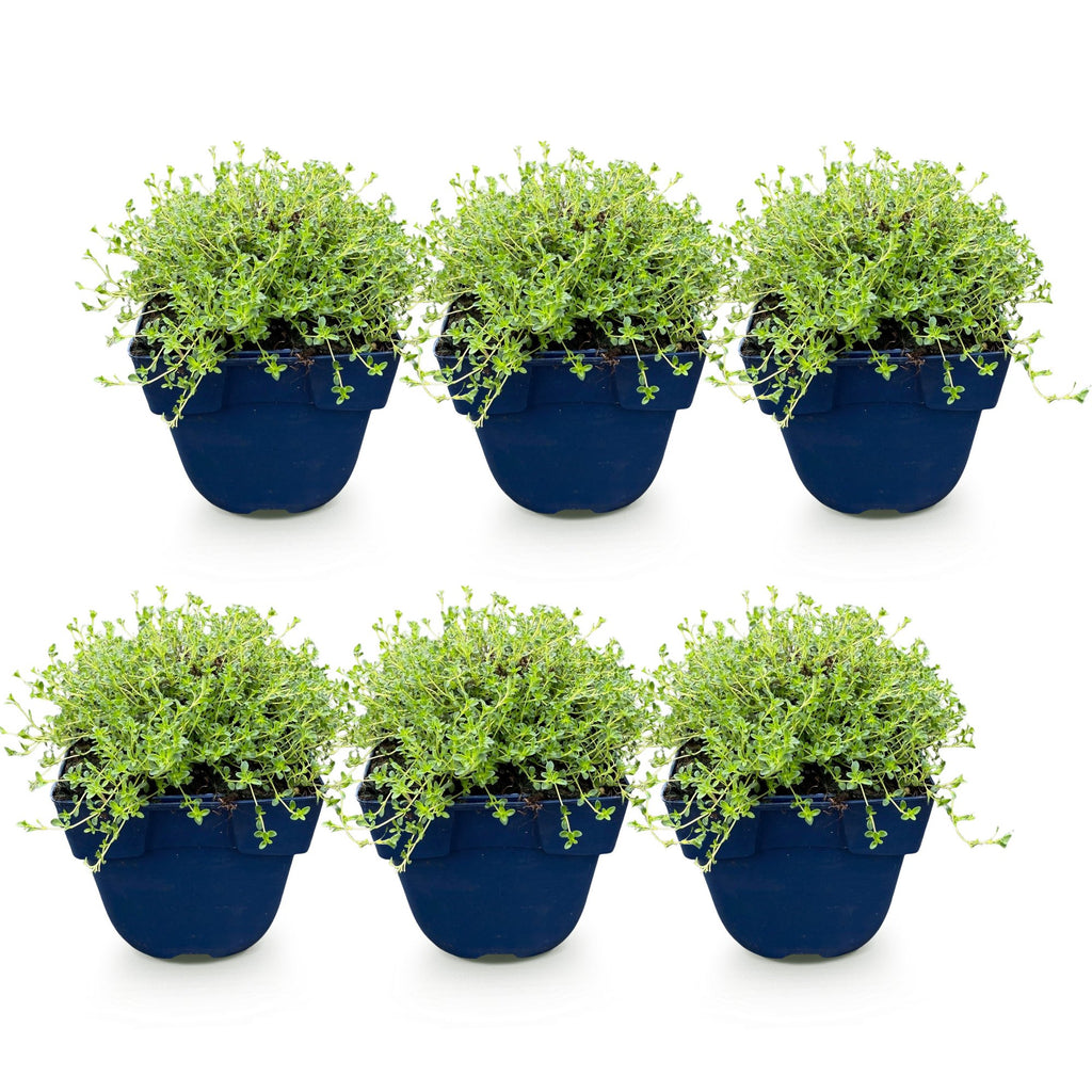 Vasteplant - Thymus praecox Albiflorus - Witte kruiptijm - Geurend - Wit - 6 Planten - Pot 11cm - Hoogte 15-25cm