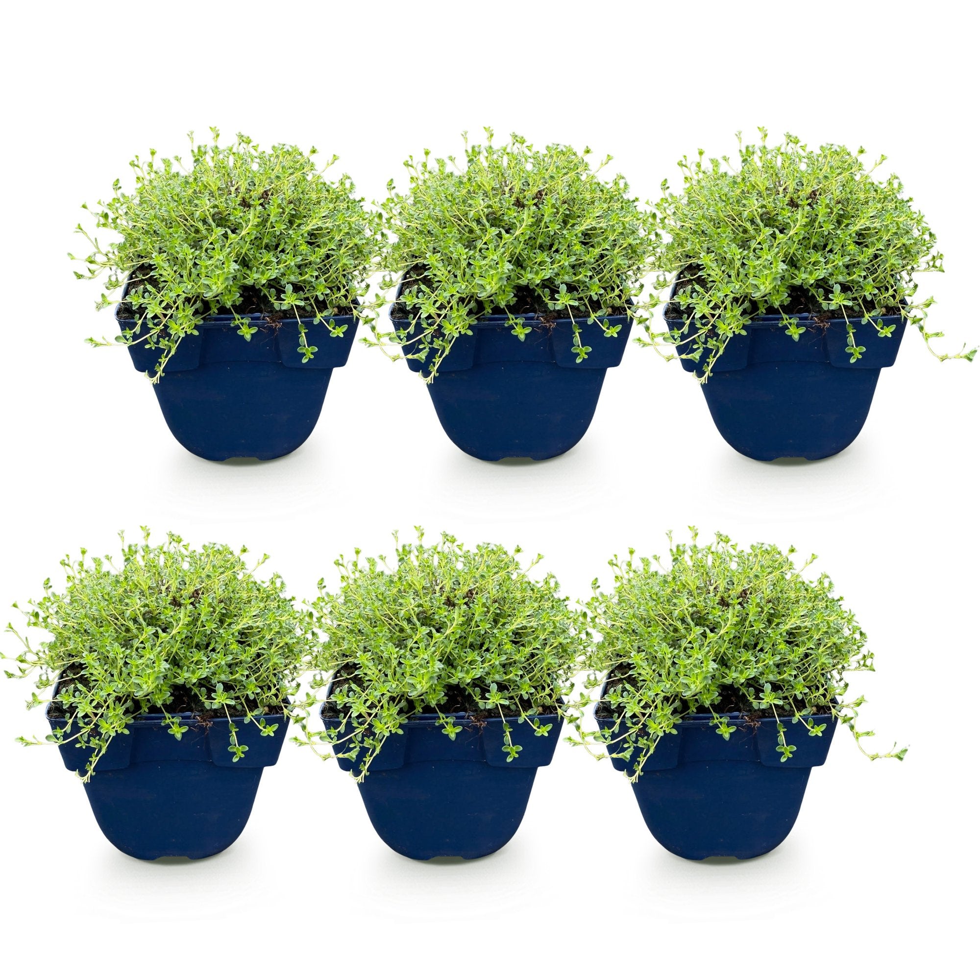 Vasteplant - Thymus praecox Albiflorus - Witte kruiptijm - Geurend - Wit - 6 Planten - Pot 11cm - Hoogte 15-25cm
