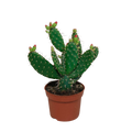 Opuntia quitensis 12 cm