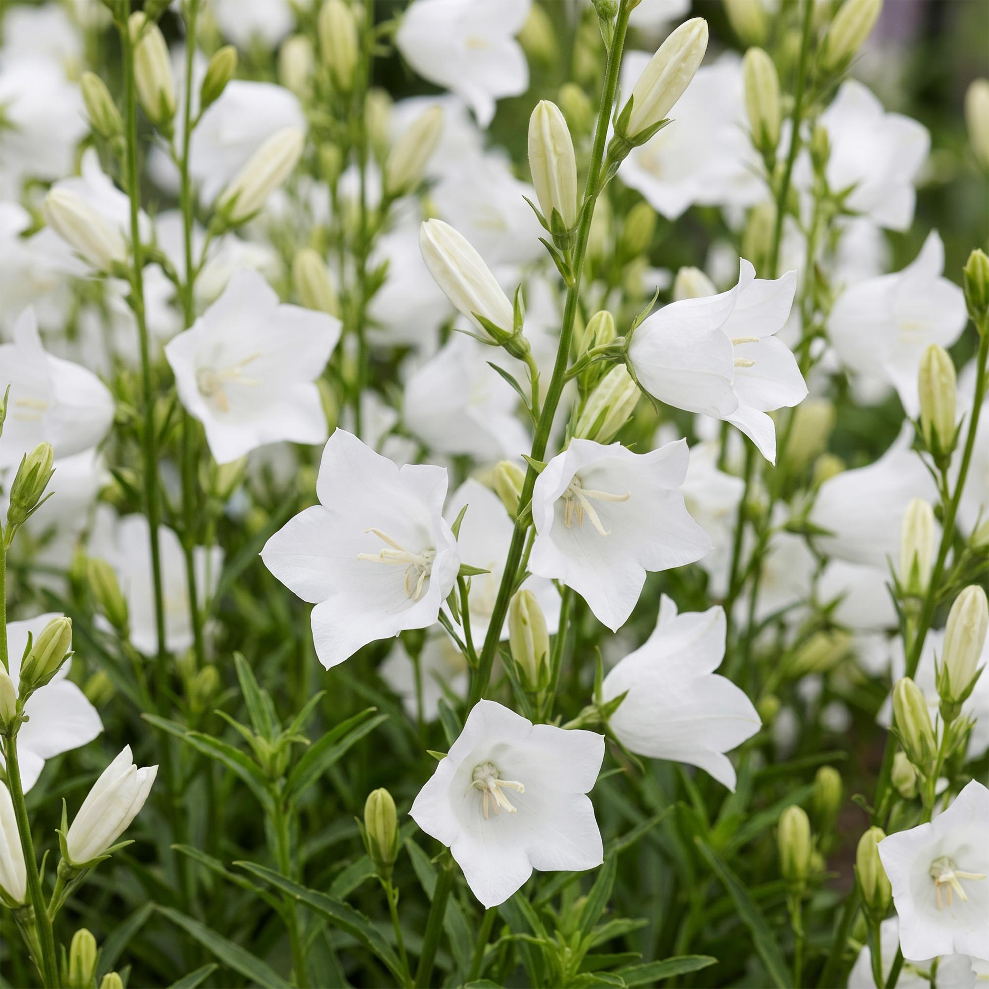 Vasteplant - Campanula pers. Alba - Perzikbladklokje - Bijen en Vlinderlokkers - Wit - 24 Planten - Pot 11cm - Hoogte 15-25cm