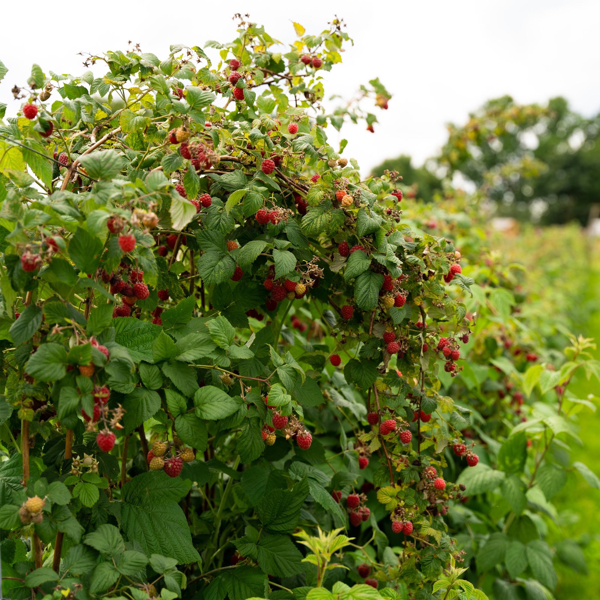 Fruitplant - Framboos - Rubus idaeus Autumn Bliss  - Rode Framboos - 2 planten -  Pot 11cm Hoogte 40cm