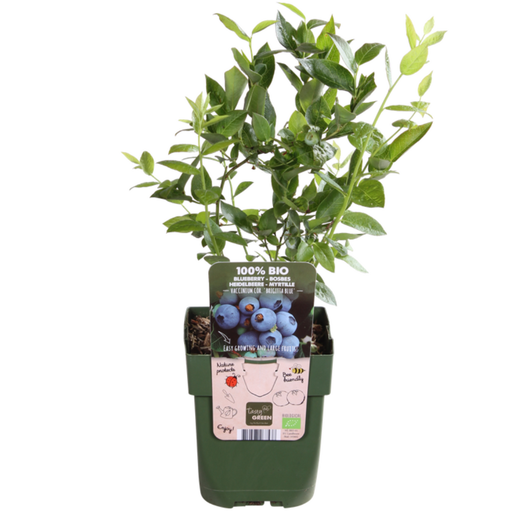 "Vruchten oase" BIO Fruitplanten mix set van 5 verschillende soorten