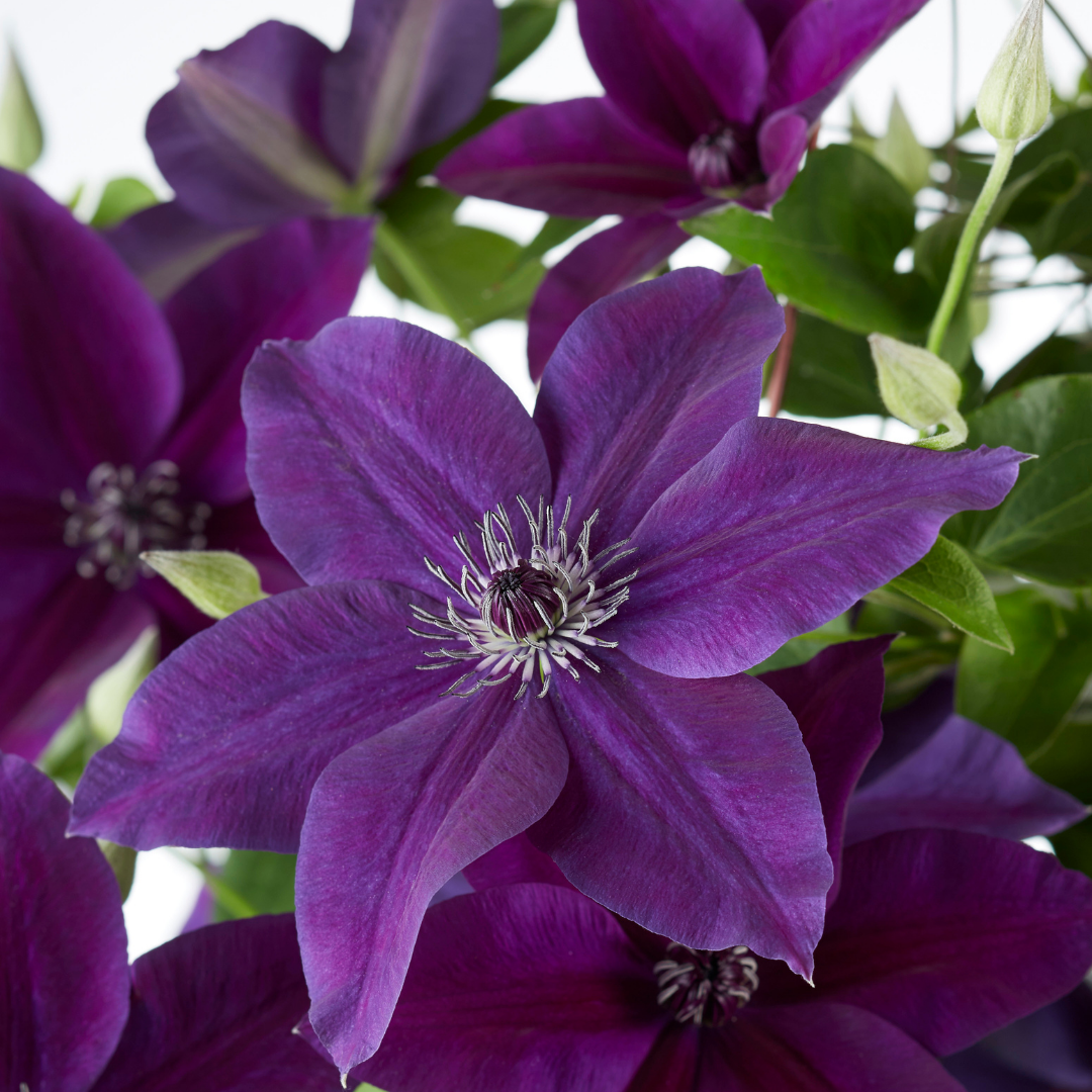 Clematis Double Up Barnadine + Masa 23cm