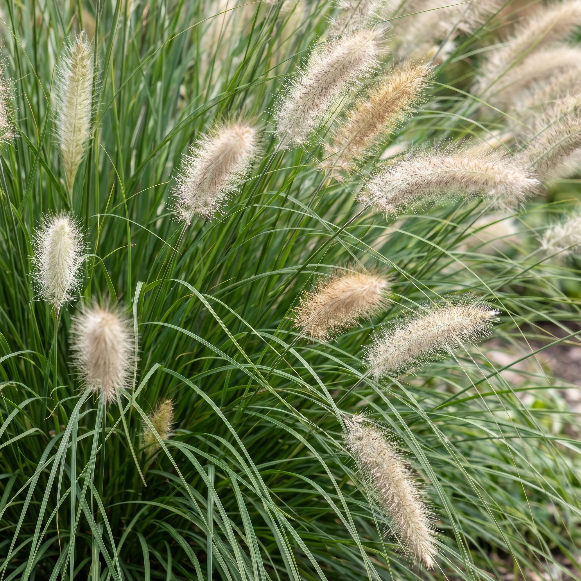 Grassen - Pennisetum alop. Hameln - Lampenpoetsergras - Met Pluim - Groen - 24 Planten - Pot 11cm - Hoogte 15-25cm