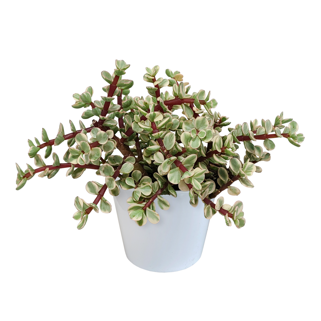 Portulacaria afra Variegata 10,5cm - in witte pot