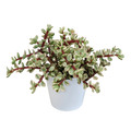 Portulacaria afra Variegata 10,5cm - in witte pot