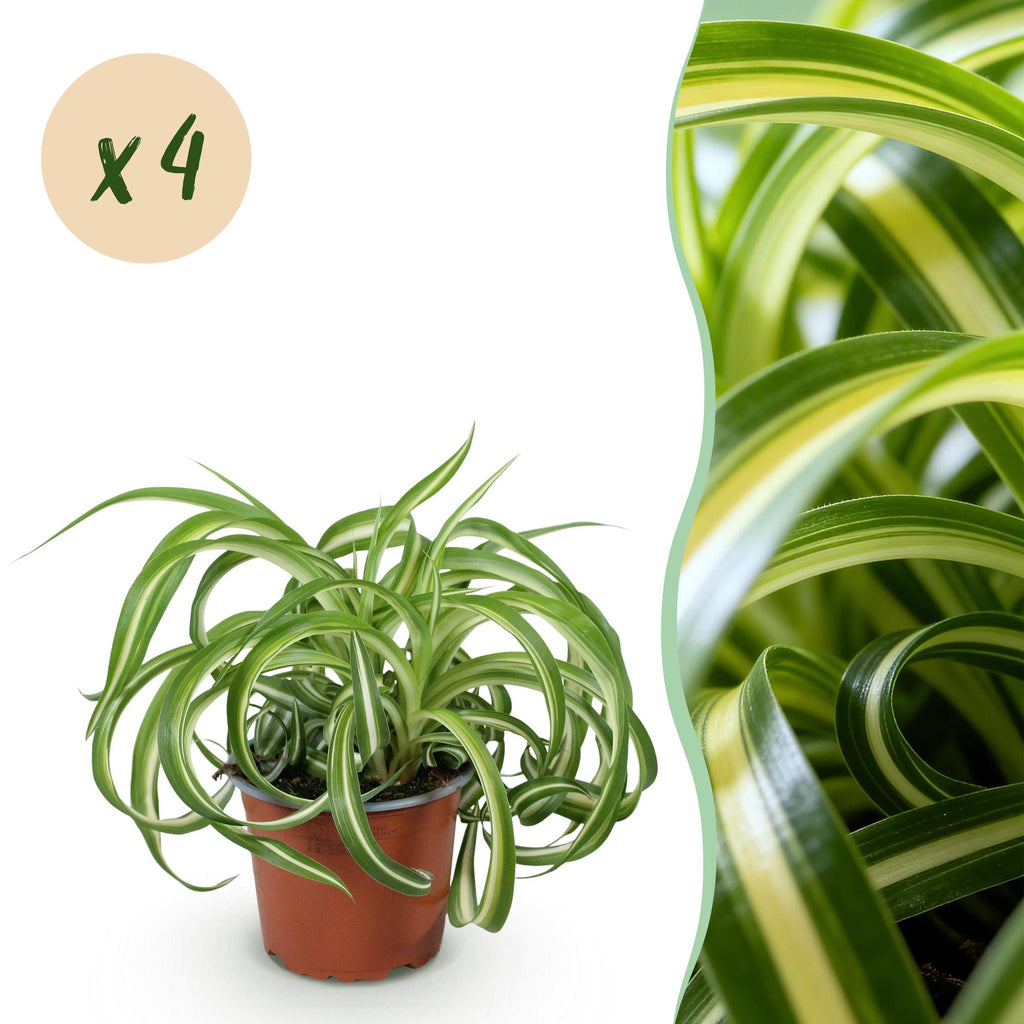 Kamerplant - Chlorophytum comosum Bonnie - Krullende Graslelie - Huisdiervriendelijk - Bont - 4 Planten - Pot 12cm - Hoogte 20-25cm