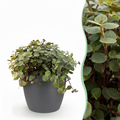 Kamerplant - Calissia repens - Kattengras - Huisdiervriendelijk - Groen - 1 Plant - met Potter Grijs - Pot 12cm - Hoogte 17-20cm