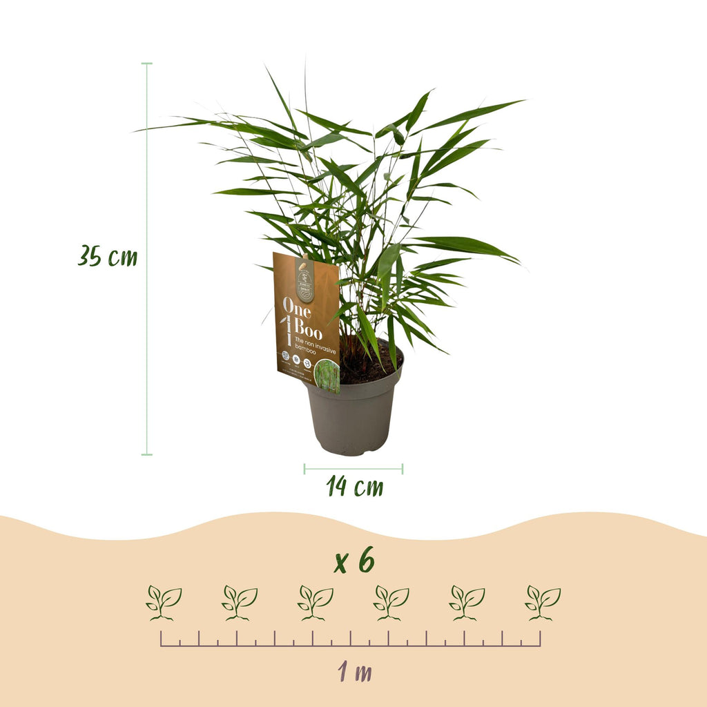 Bamboe - Fargesia Asian Wonder - Bladhoudend - Niet Woekerend - Groen - 6 Planten - Pot 14cm - Hoogte 35cm