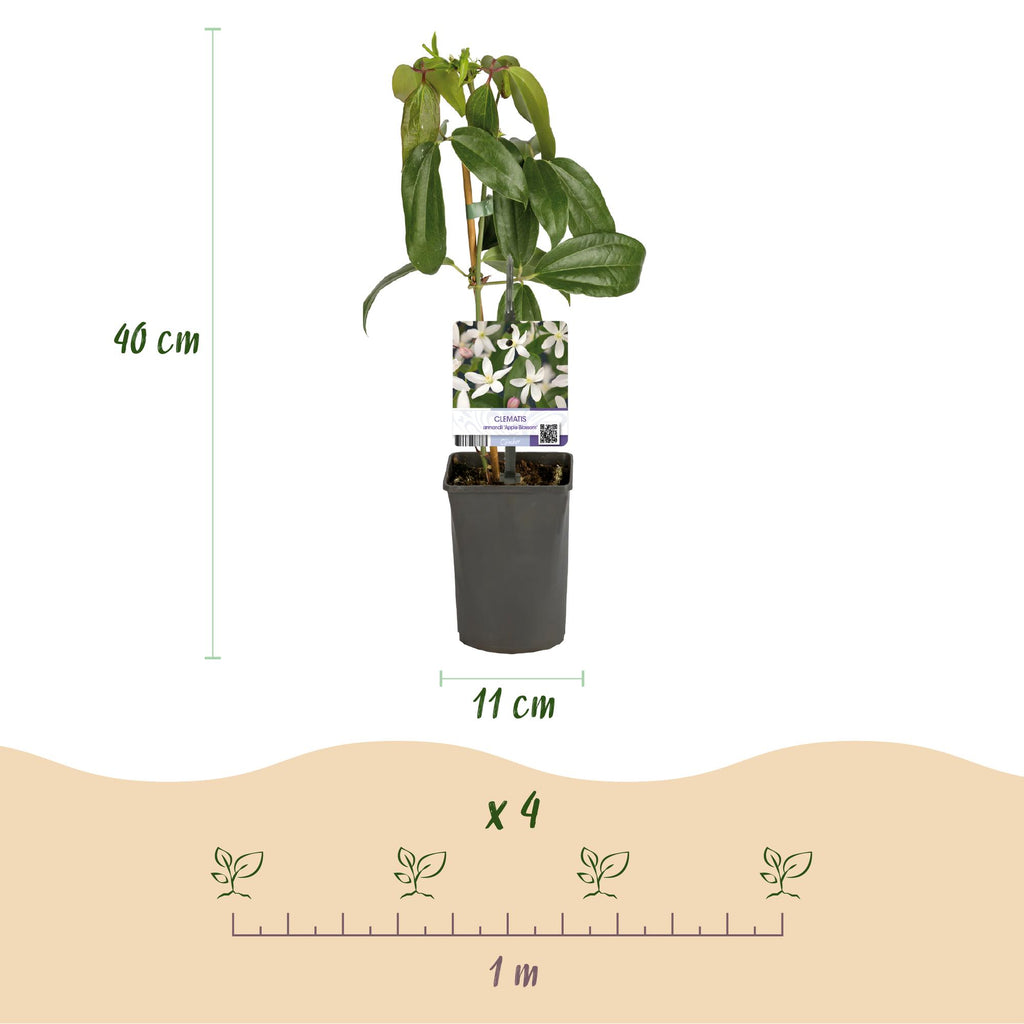 Klimplant - Clematis armandii Apple Blossom - Bloem Roze - Groenblijvend - Weinig onderhoud - 1 Plant pot 11cm Hoogte 40cm