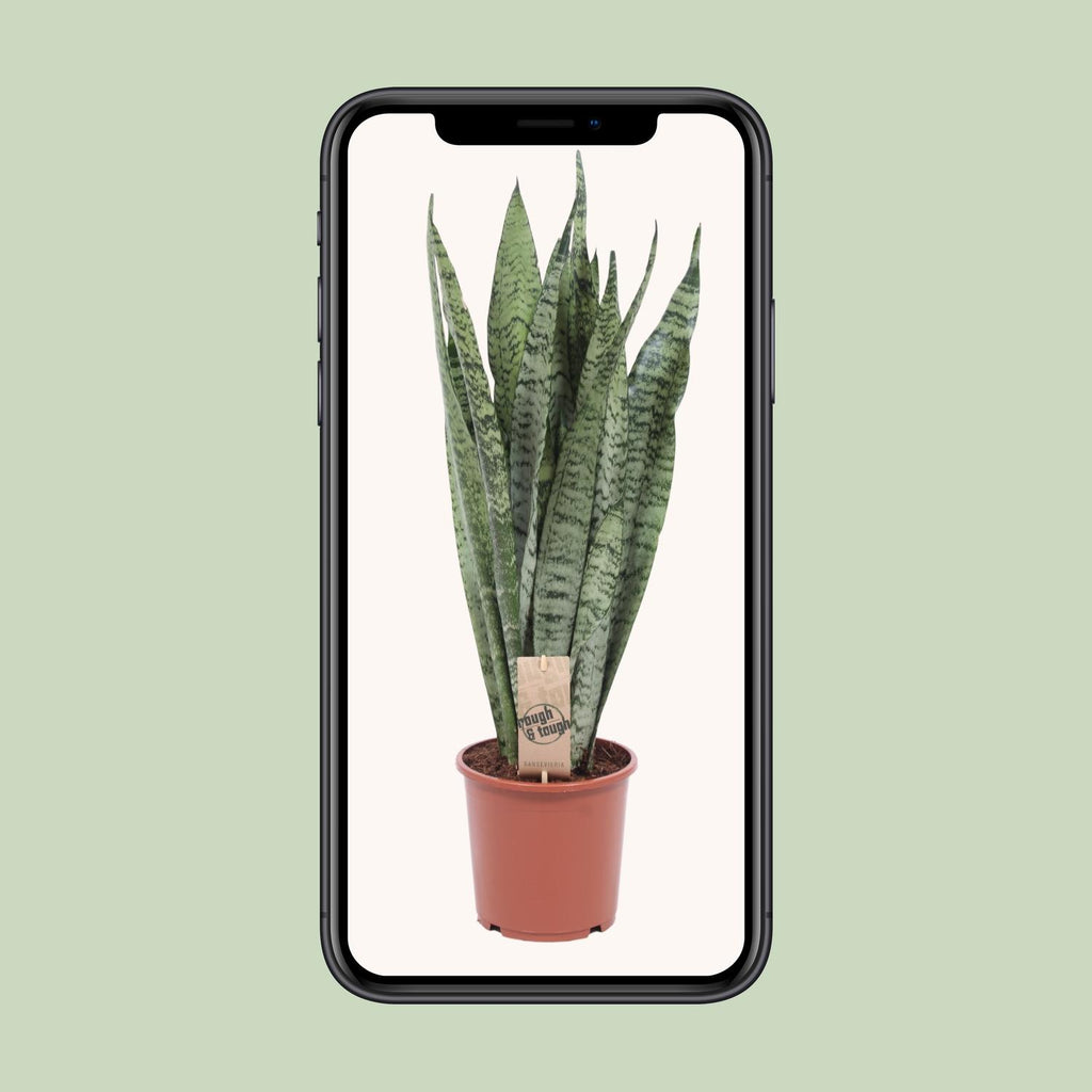 Sansevieria Zeylanica - Ø17cm - ↕60cm