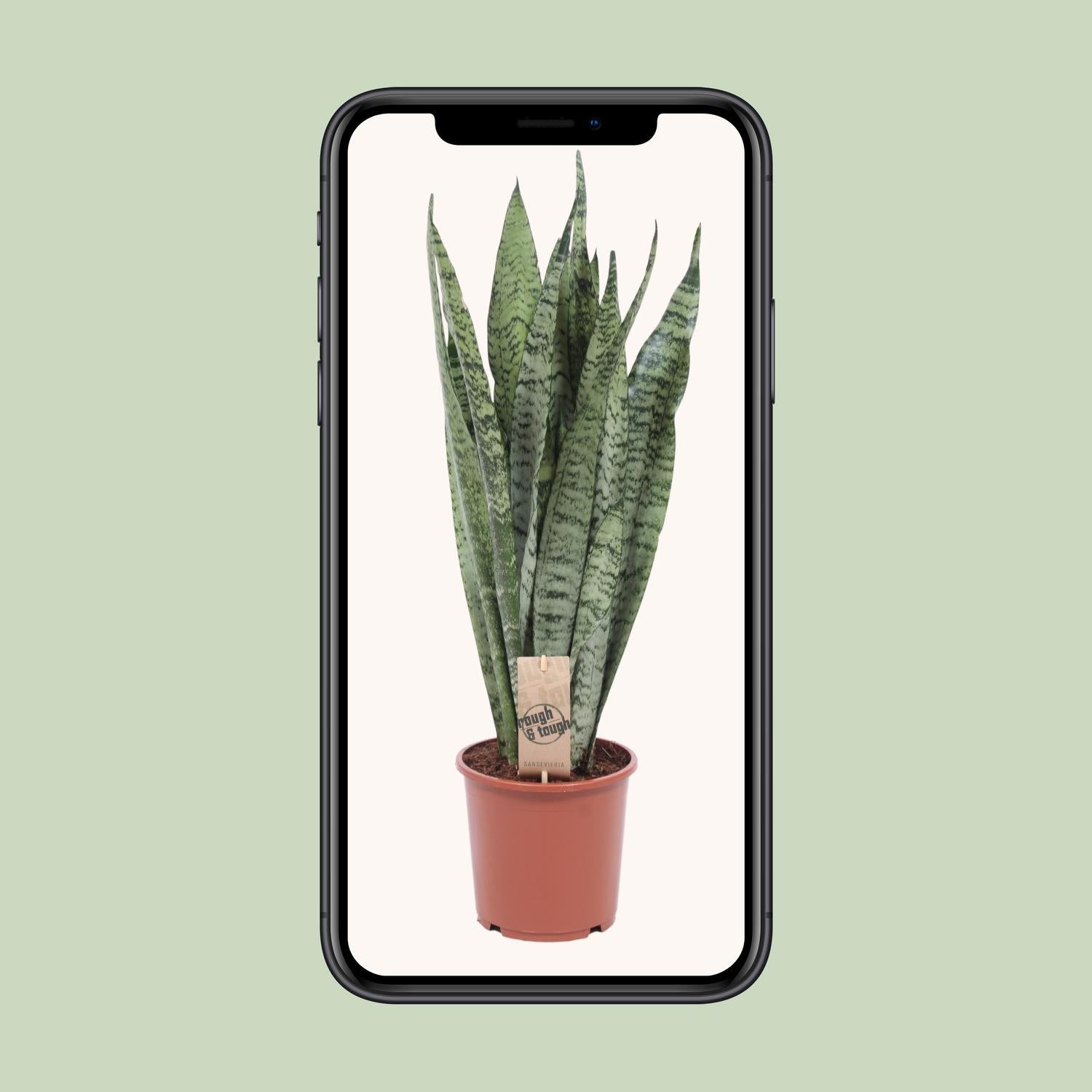 Sansevieria Zeylanica - Ø17cm - ↕60cm