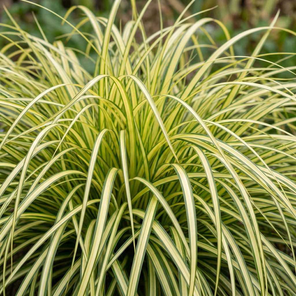Grassen - Carex oshimensis Evergold - Japanse Zegge - Groenblijvend - Geel-Groen - 1 Plant - Pot 11cm - Hoogte 15-25cm