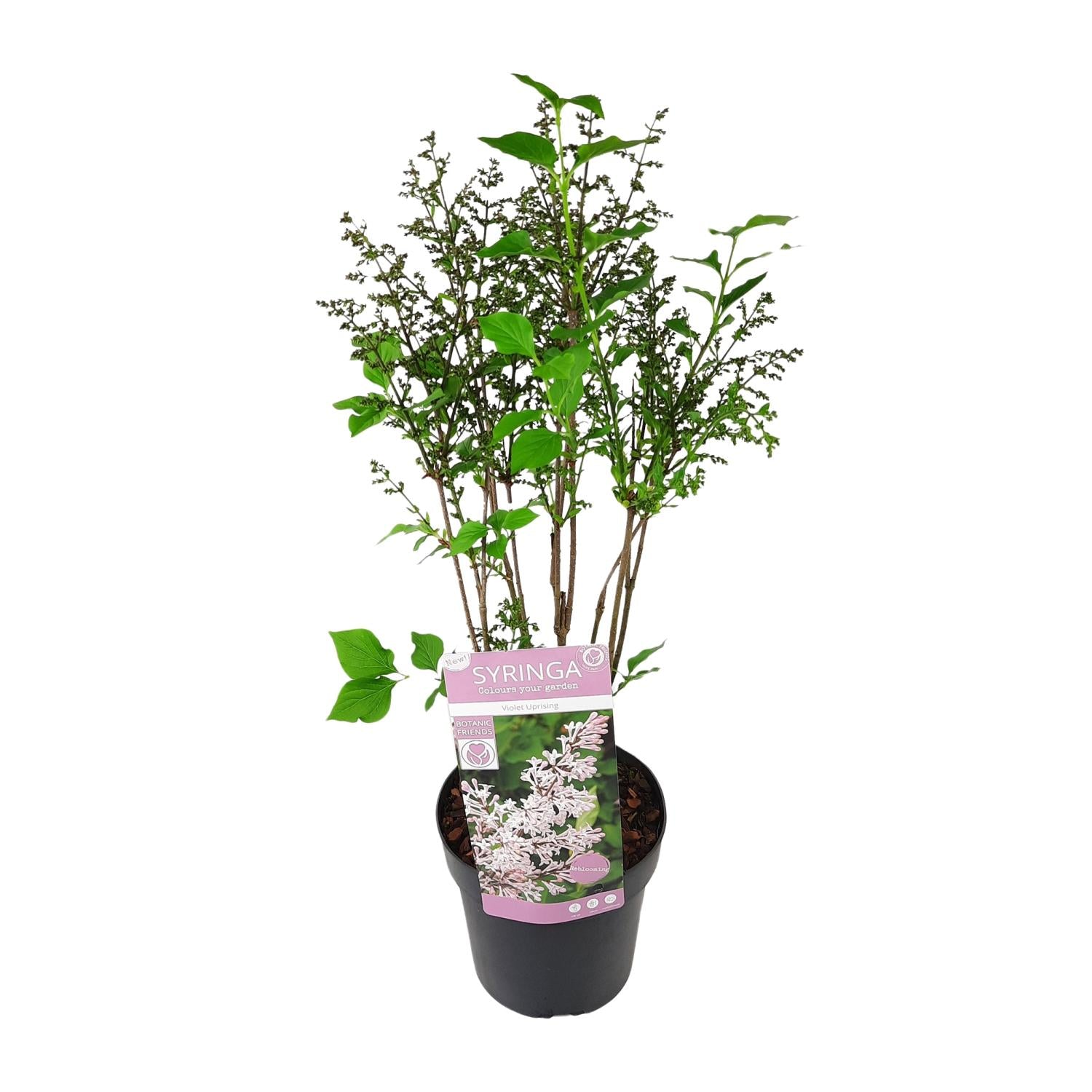 Syringa pat. 'Violet Uprising' - Ø19cm- ↕35cm