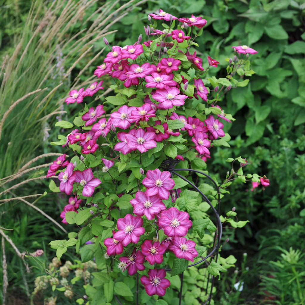 Klimplant - Clematis Ville de Lyon - Bloem Roze - Weinig onderhoud -2 planten -  Pot 11cm Hoogte 40cm