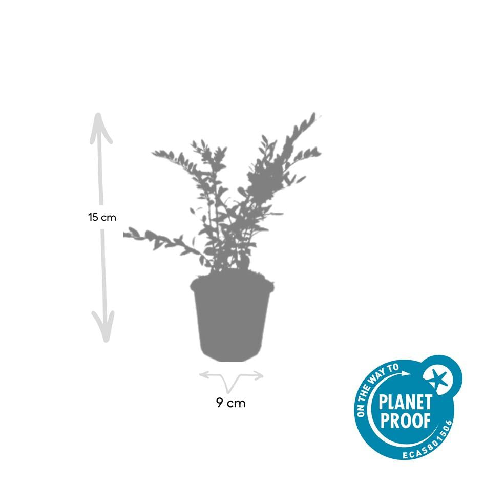 6x Lonicera pileata 'Purple Pearl' - ↕10-25cm - Ø9cm