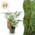 Grassen - Fargesia Asian Wonder - Niet Woekerende Bamboe - Bladhoudend - Groen - 4 Planten - Pot 14 cm - Hoogte 35 cm