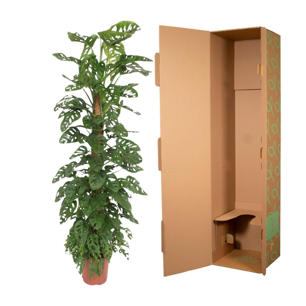 Monstera Monkey Leaf mosstok - 160 cm - ø27
