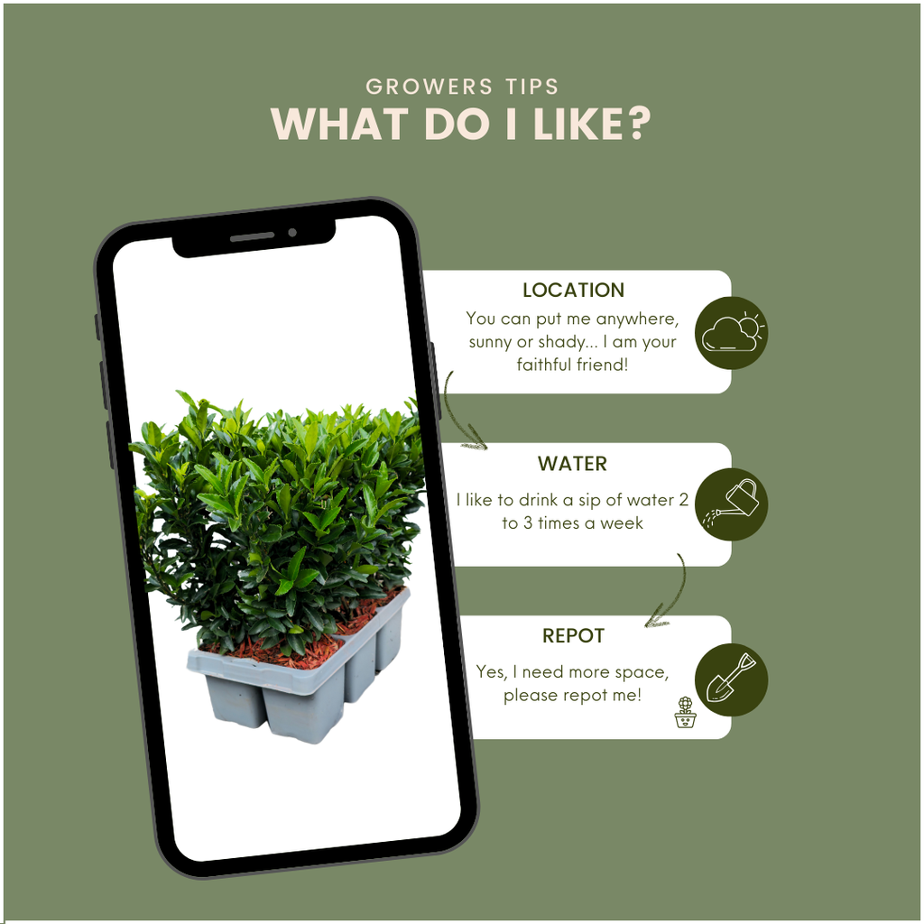 12x Euonymus 'Green Spire' 2x - 12 x Ø 7 cm - ↨ 15 cm