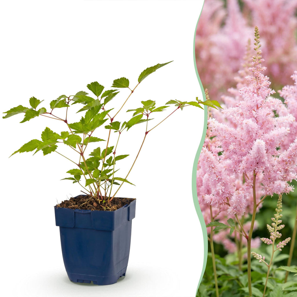 Vasteplant - Astilbe (J) Europa - Pluimspirea - Schaduw - Roze - 3 Planten - Pot 11cm - Hoogte 15-25cm