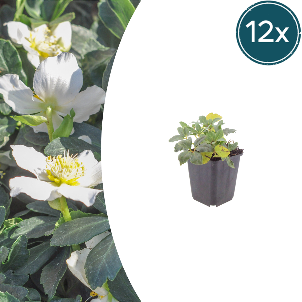12x Helleborus niger - ↕10-25cm - Ø9cm