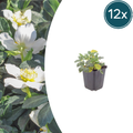 12x Helleborus niger - ↕10-25cm - Ø9cm