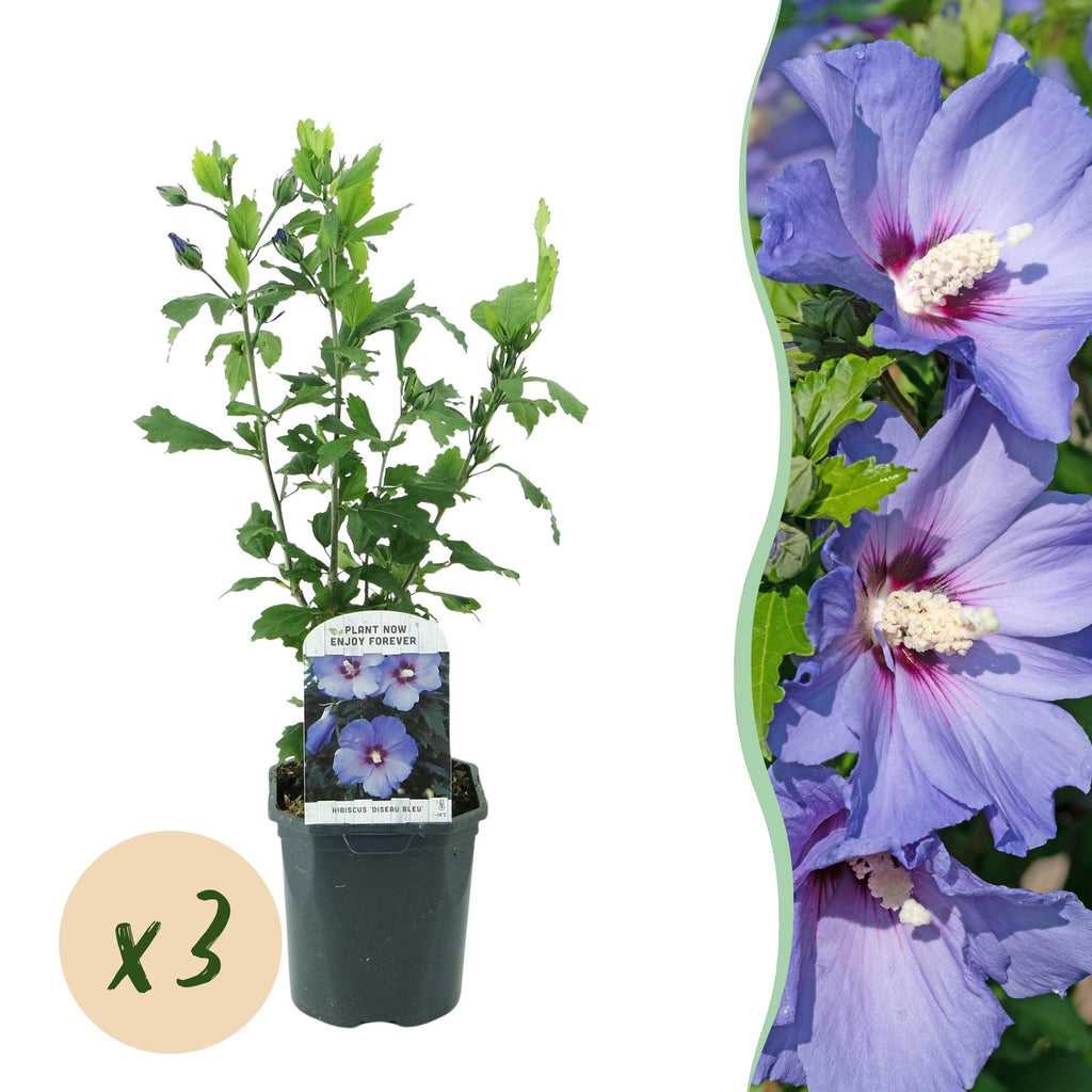 Tuinplant - Hibiscus syriacus Oiseau Blue - Tuin Hibiscus - Winterhard - Blauw - 3 Planten - Pot 17cm - Hoogte 45cm