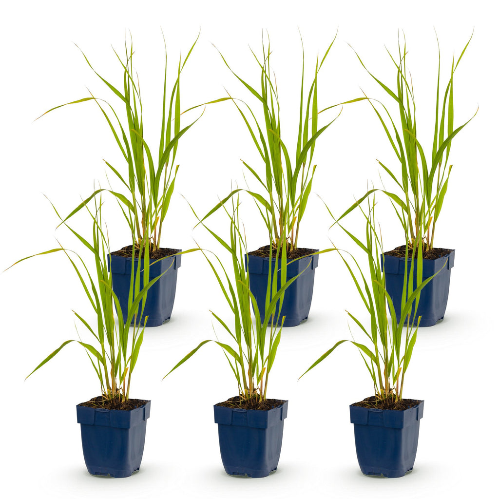 Grassen - Molinia caer. Heidebraut - Pijpestrootje - Met Pluim - Groen - 6 Planten - Pot 11cm - Hoogte 15-25cm