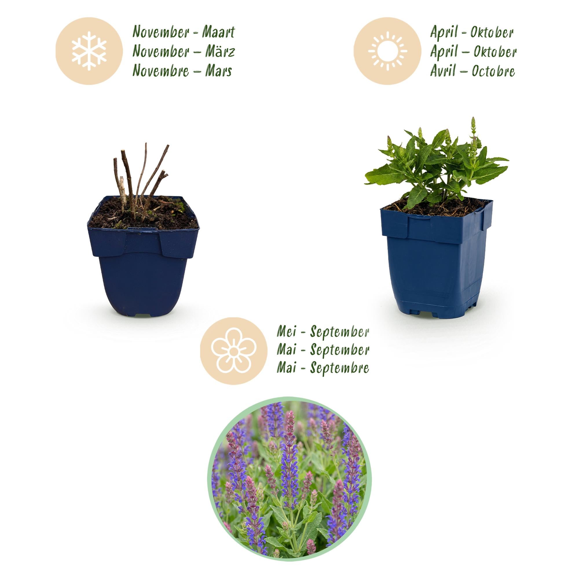 Vasteplant - Salvia nem. Sense Deepl Blue - Salie - Bijen en Vlinderlokkers - Paars - 1 Plant - Pot 11cm - Hoogte 15-25cm