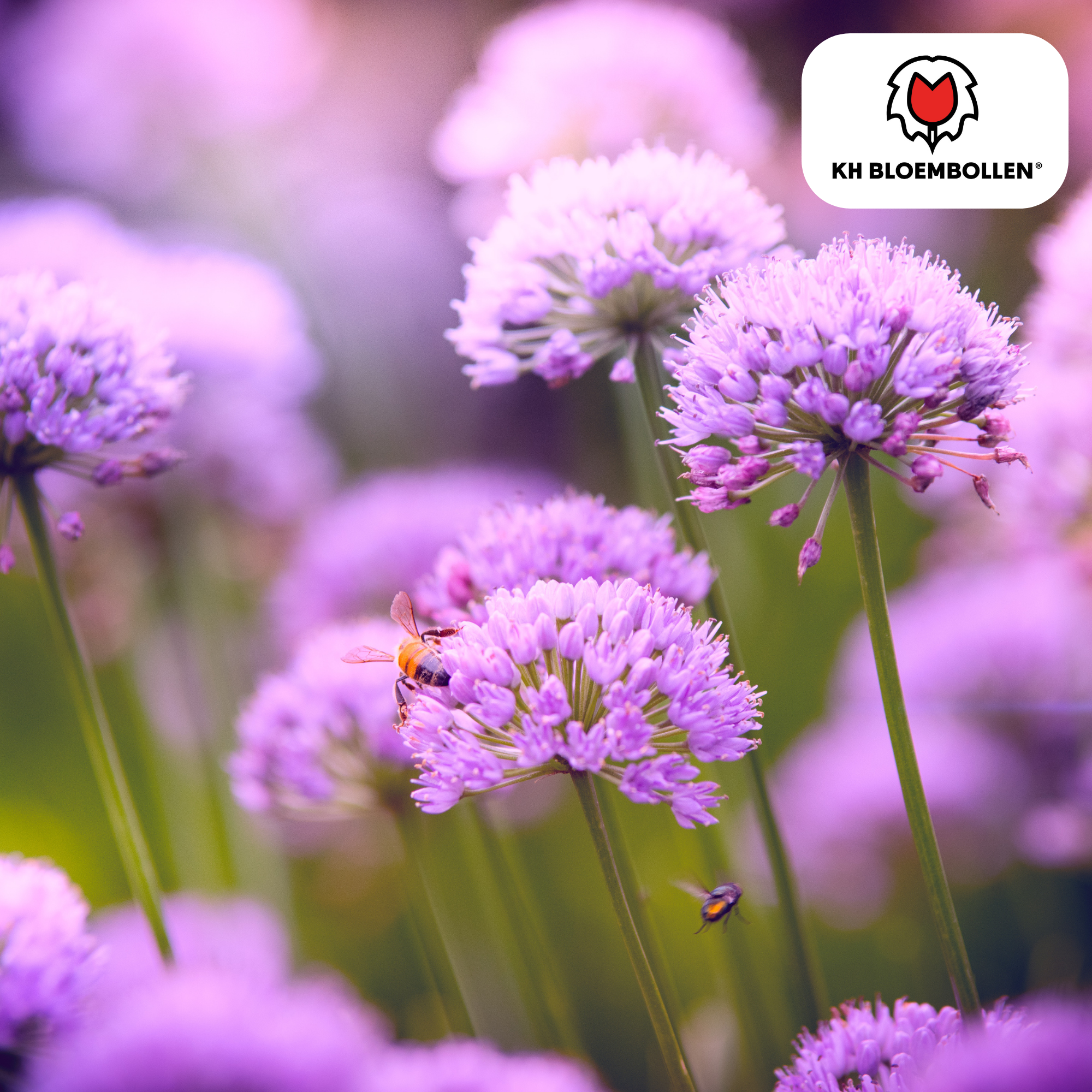 Allium carolinianum 15 stuks