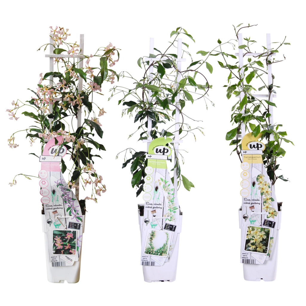 3x - Trachelospermum Mix - ↨65cm - Ø15