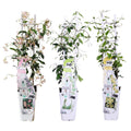 3x - Trachelospermum Mix - ↨65cm - Ø15