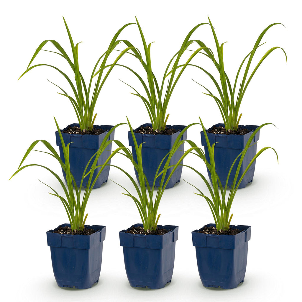 Vasteplant - Hemerocallis Mauna Loa - Daglelie - Bijen en Vlinderlokkers - Oranje - 6 Planten - Pot 11cm - Hoogte 15-25cm