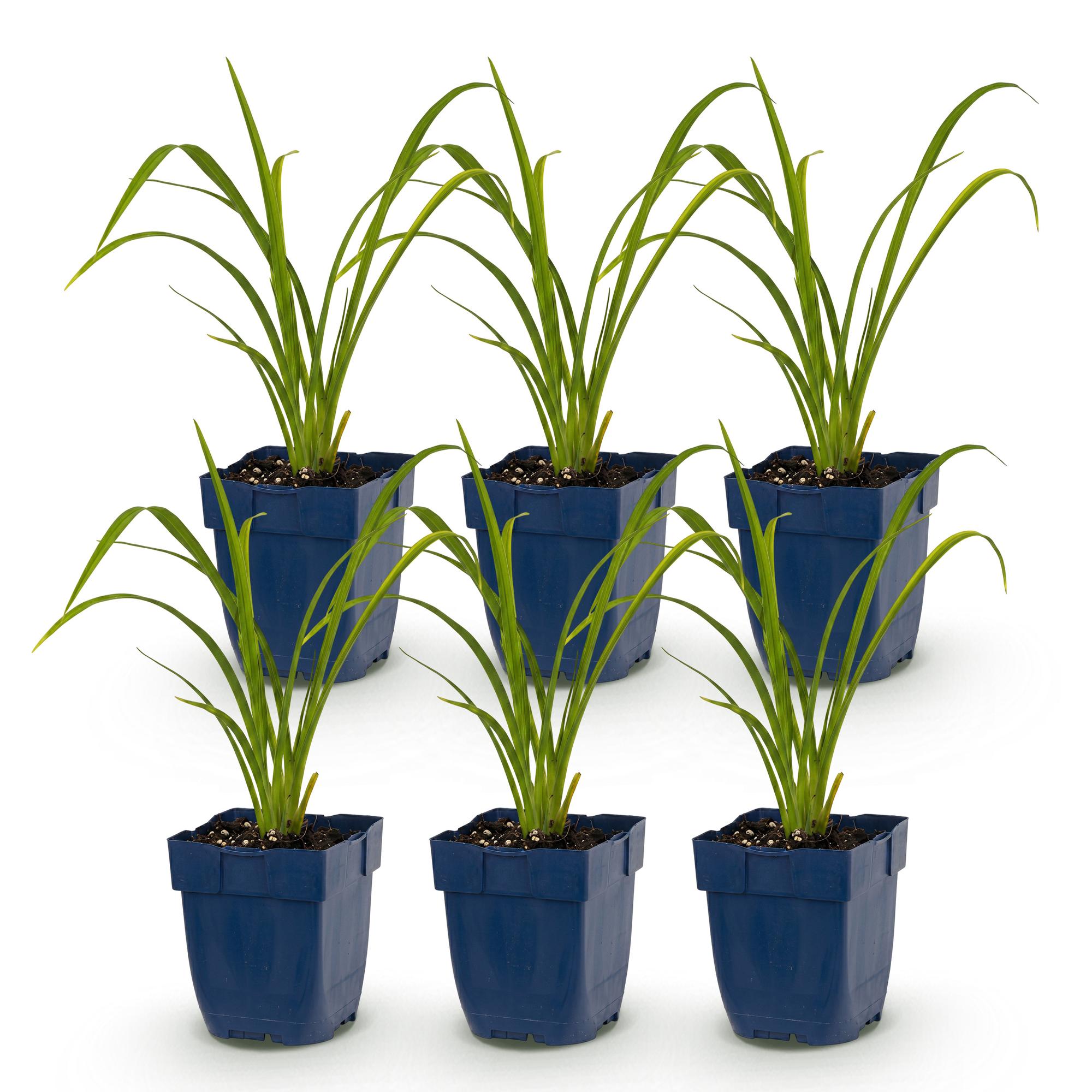Vasteplant - Hemerocallis Mauna Loa - Daglelie - Bijen en Vlinderlokkers - Oranje - 6 Planten - Pot 11cm - Hoogte 15-25cm
