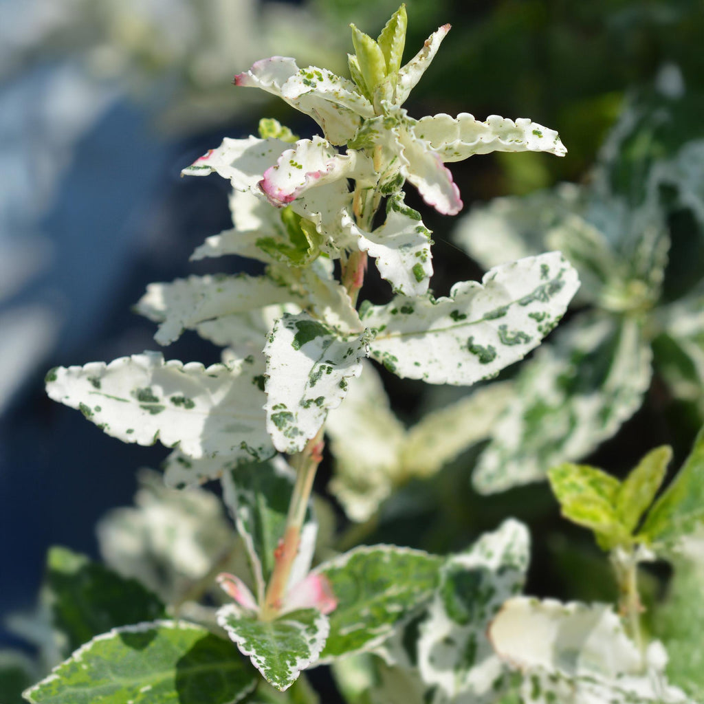 Plant op Stam - Euonymus fortunei Harlequin - Terras Plant - Bladhoudend - Winterhard - Groen-Wit Blad - Pot 19cm Hoogte 90cm