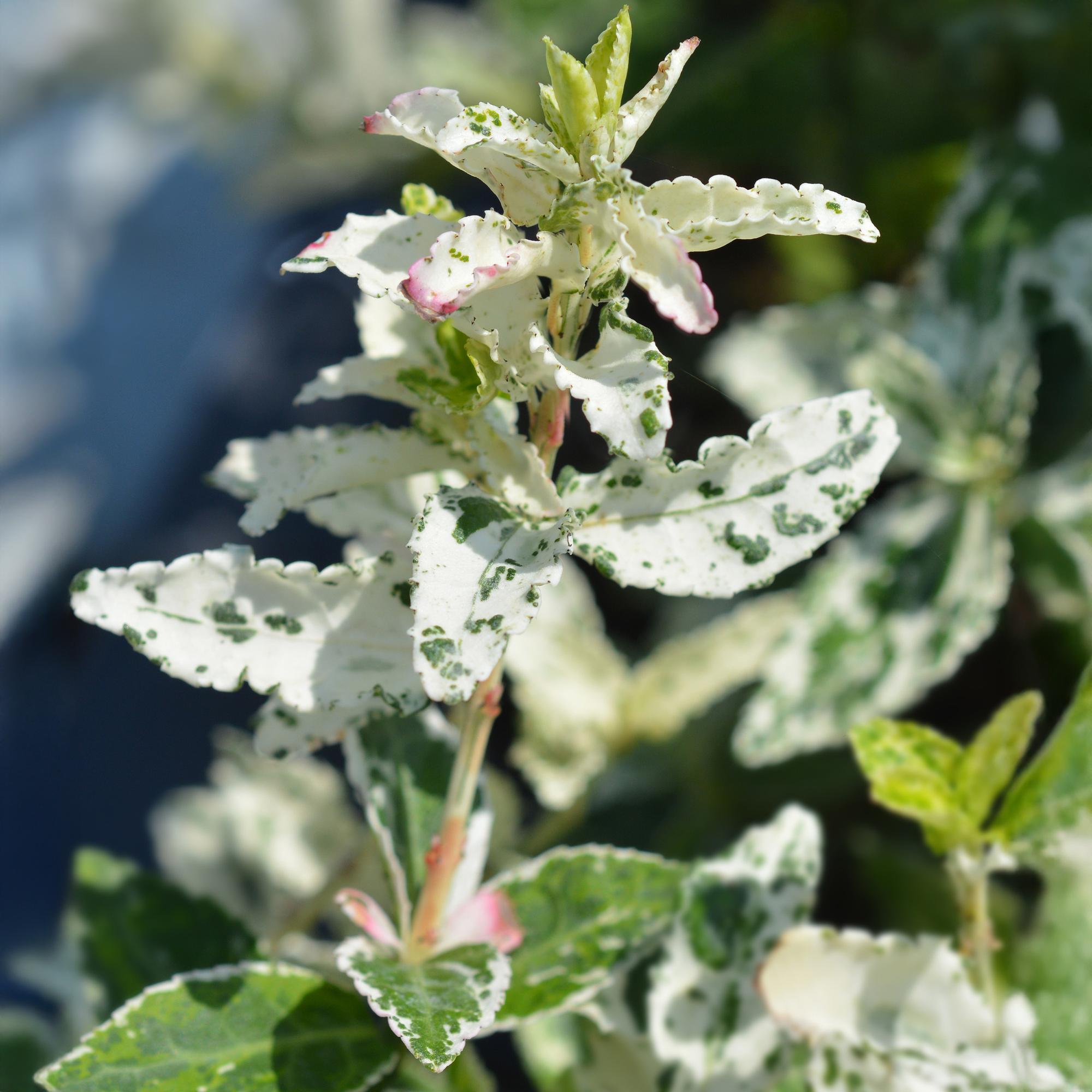 Plant op Stam - Euonymus fortunei Harlequin - Terras Plant - Bladhoudend - Winterhard - Groen-Wit Blad - Pot 19cm Hoogte 90cm