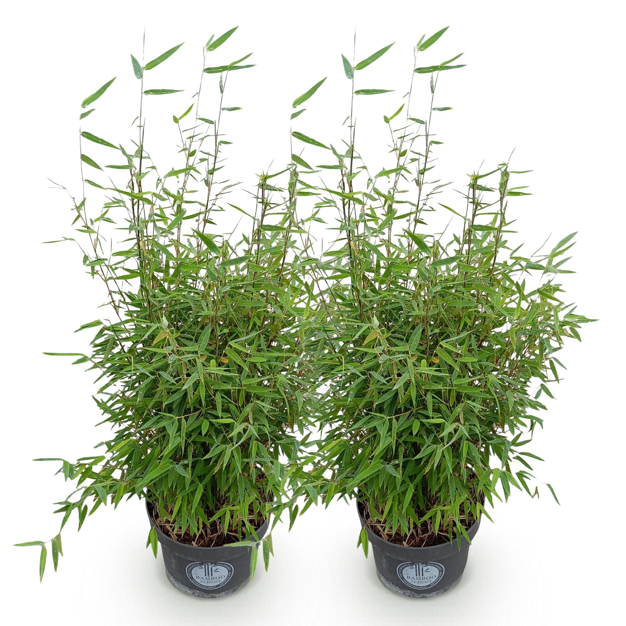Grassen - Fargesia nitida Red Dragon - Niet Woekerende Bamboe - Bladhoudend - Groen - 2 Planten - Pot 23 cm - Hoogte 80 cm