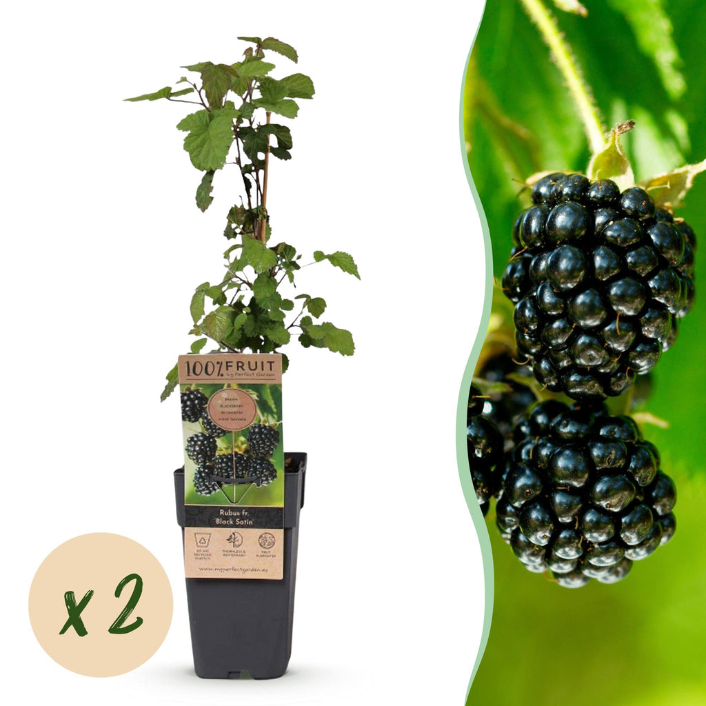 Fruitplant - Rubus fruticosus Black Satin - Bramenplant - Winterhard - Zwarte Braam - 2 Planten - Pot 15cm - Hoogte 50cm