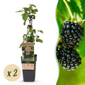 Fruitplant - Rubus fruticosus Black Satin - Bramenplant - Winterhard - Zwarte Braam - 2 Planten - Pot 15cm - Hoogte 50cm