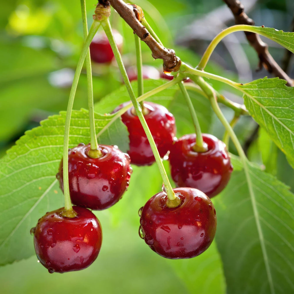 Fruitboom - Prunus avium Regina - Kersenboom - Winterhard - Donker Rode Bes - 1 Plant - Pot 21cm - Hoogte 90cm