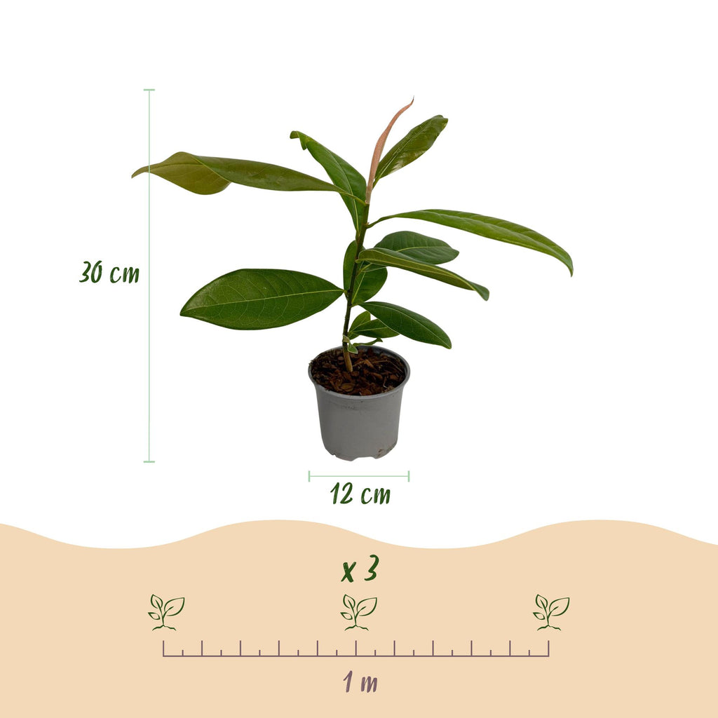 Tuinplant - Magnolia grandiflora - Bloem Wit - 1 Plant - Bladhoudend - Weinig Onderhoud - Pot 12cm Hoogte 30cm